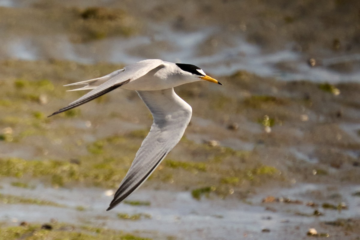 Least Tern - ML618062290