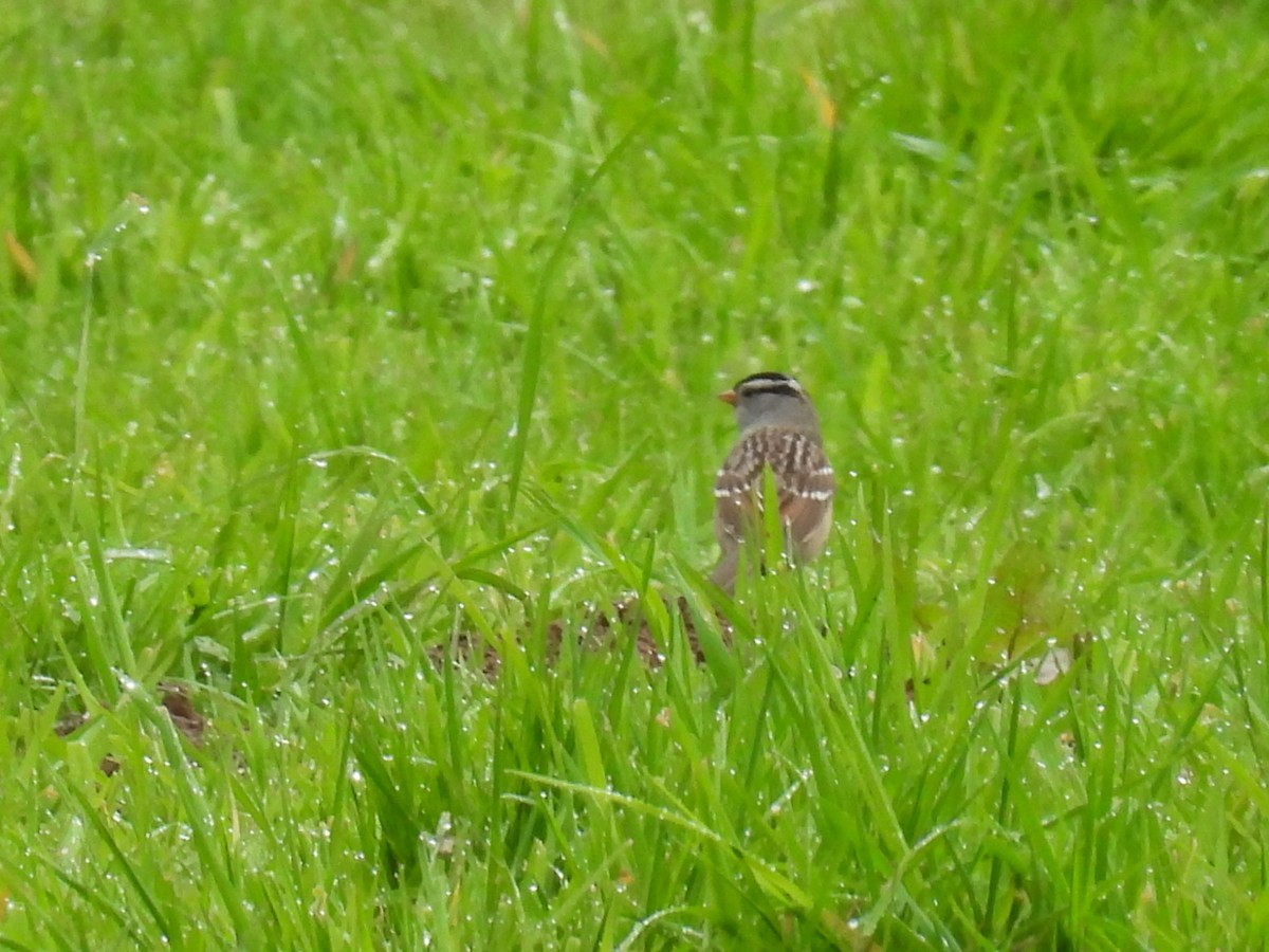 White-crowned Sparrow - ML618062295