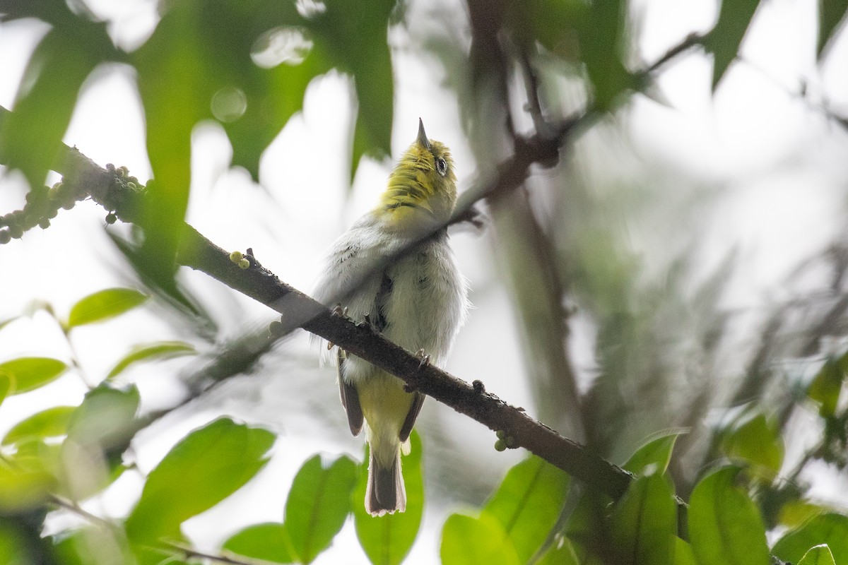 Swinhoe's White-eye - ML618062305