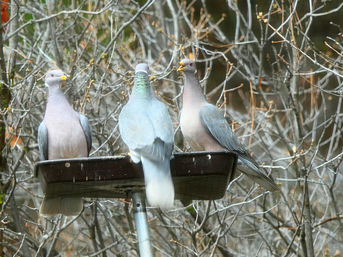 Band-tailed Pigeon - Charles Martinez