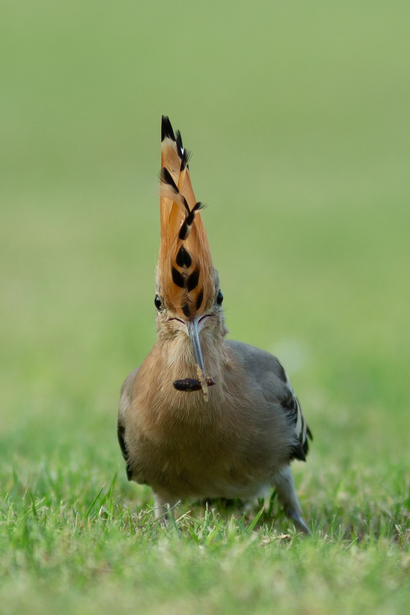 Eurasian Hoopoe (Eurasian) - Morten Lisse