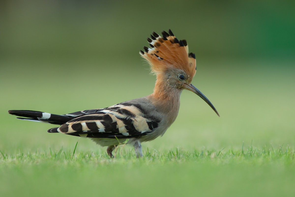 Common Hoopoe (Eurasian) - Morten Lisse