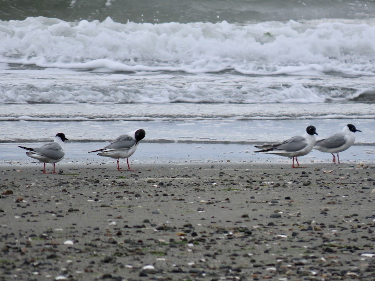 Bonaparte's Gull - George Gerdts