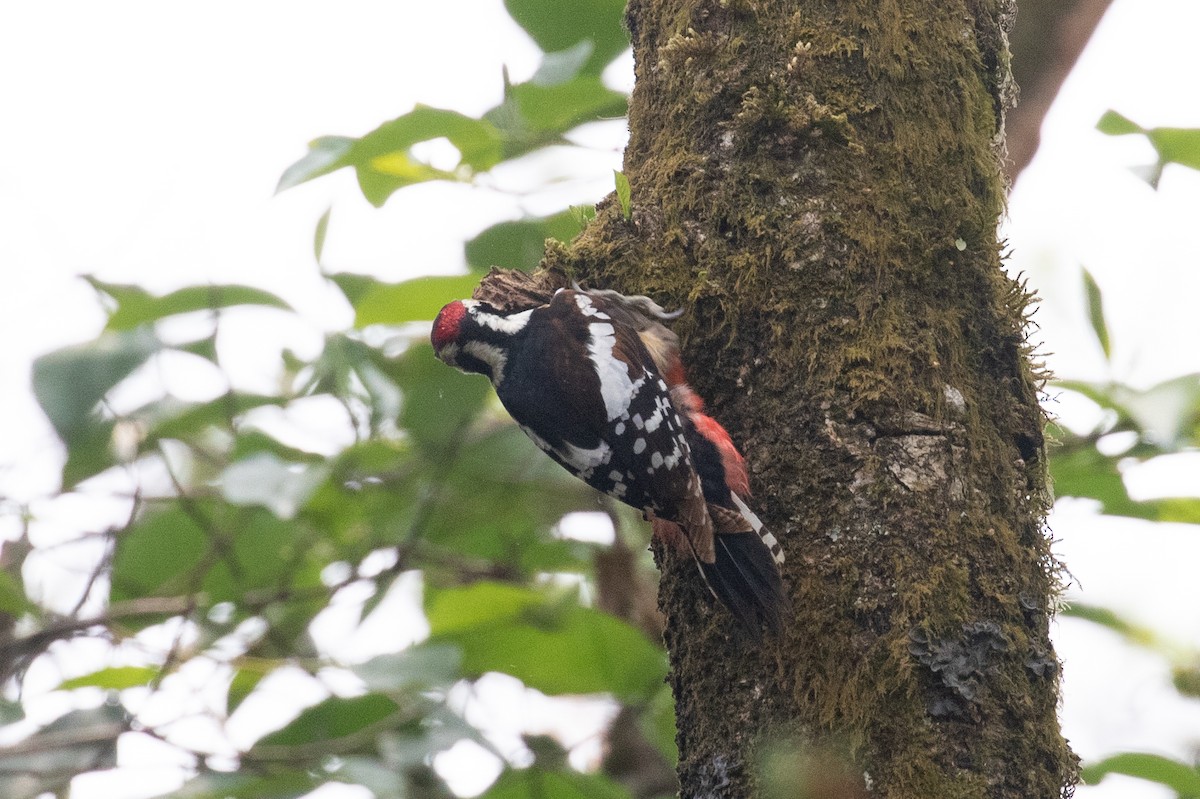 Great Spotted Woodpecker (cabanisi/stresemanni) - ML618062346