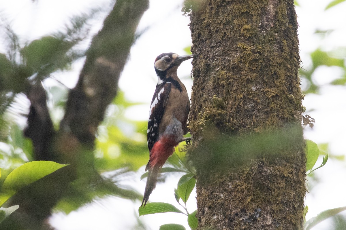 Great Spotted Woodpecker (cabanisi/stresemanni) - ML618062347