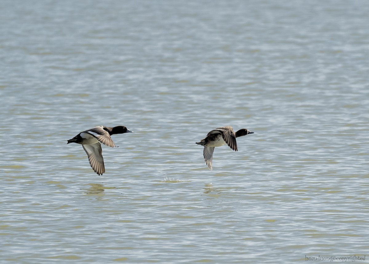 Greater Scaup - hoan luong