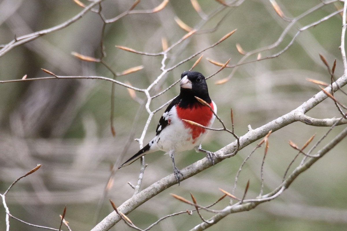 Rose-breasted Grosbeak - ML618062364