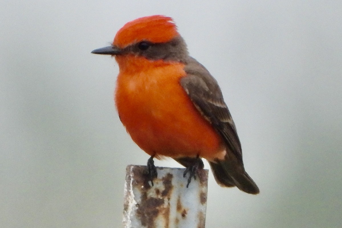 Vermilion Flycatcher - ML618062370