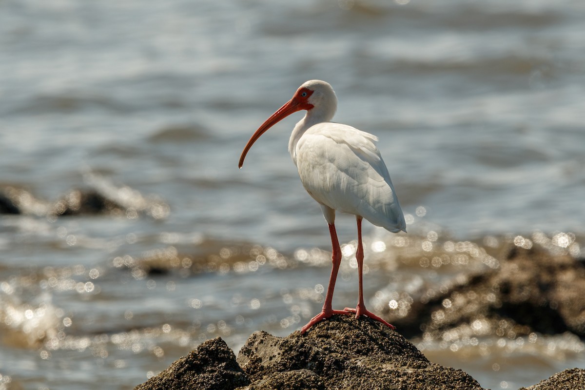 ibis bílý - ML618062375