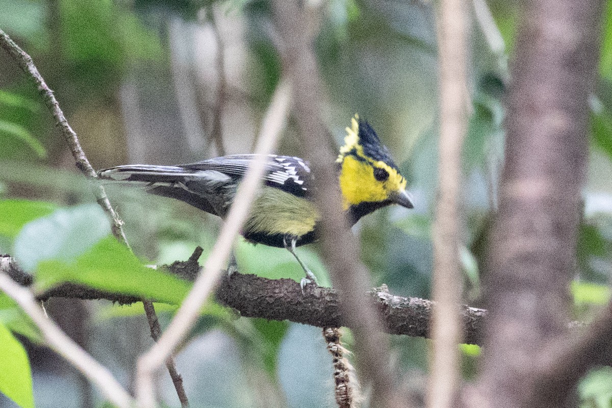 Yellow-cheeked Tit - Xiaoni Xu