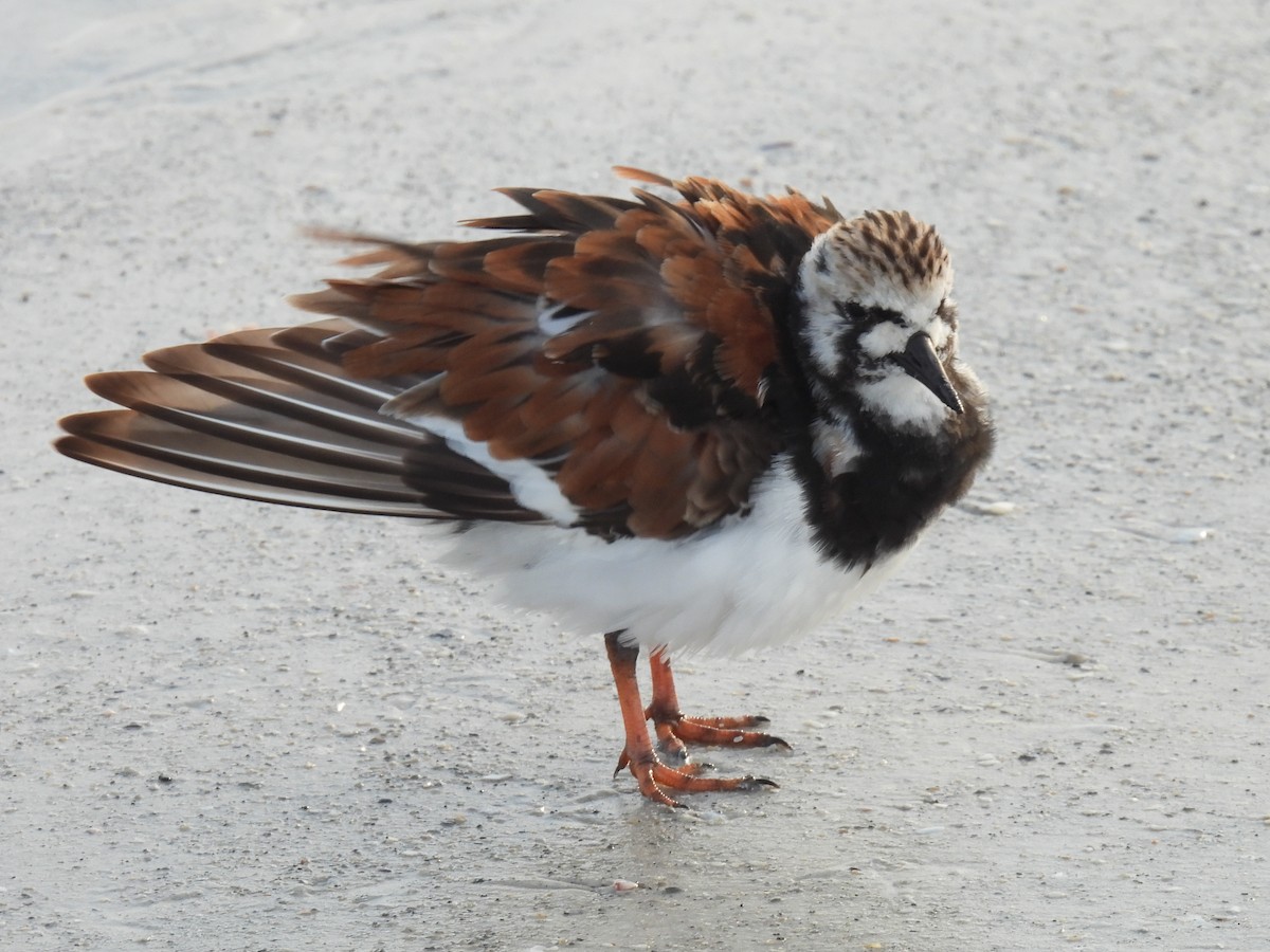 Ruddy Turnstone - ML618062415