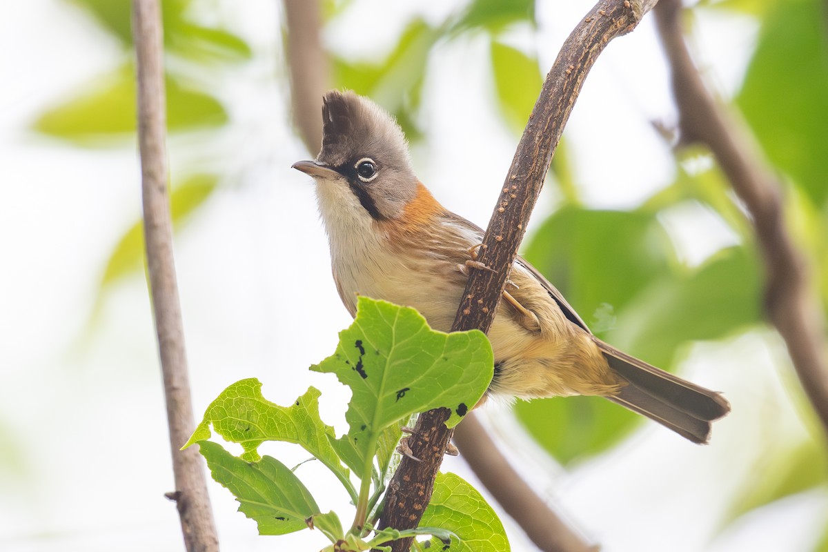 Whiskered Yuhina - ML618062433