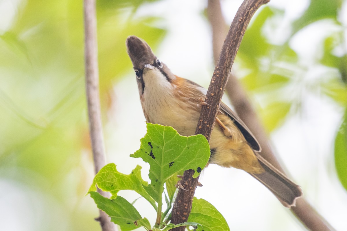 Whiskered Yuhina - ML618062436