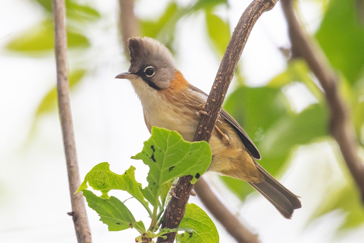 Whiskered Yuhina - ML618062437