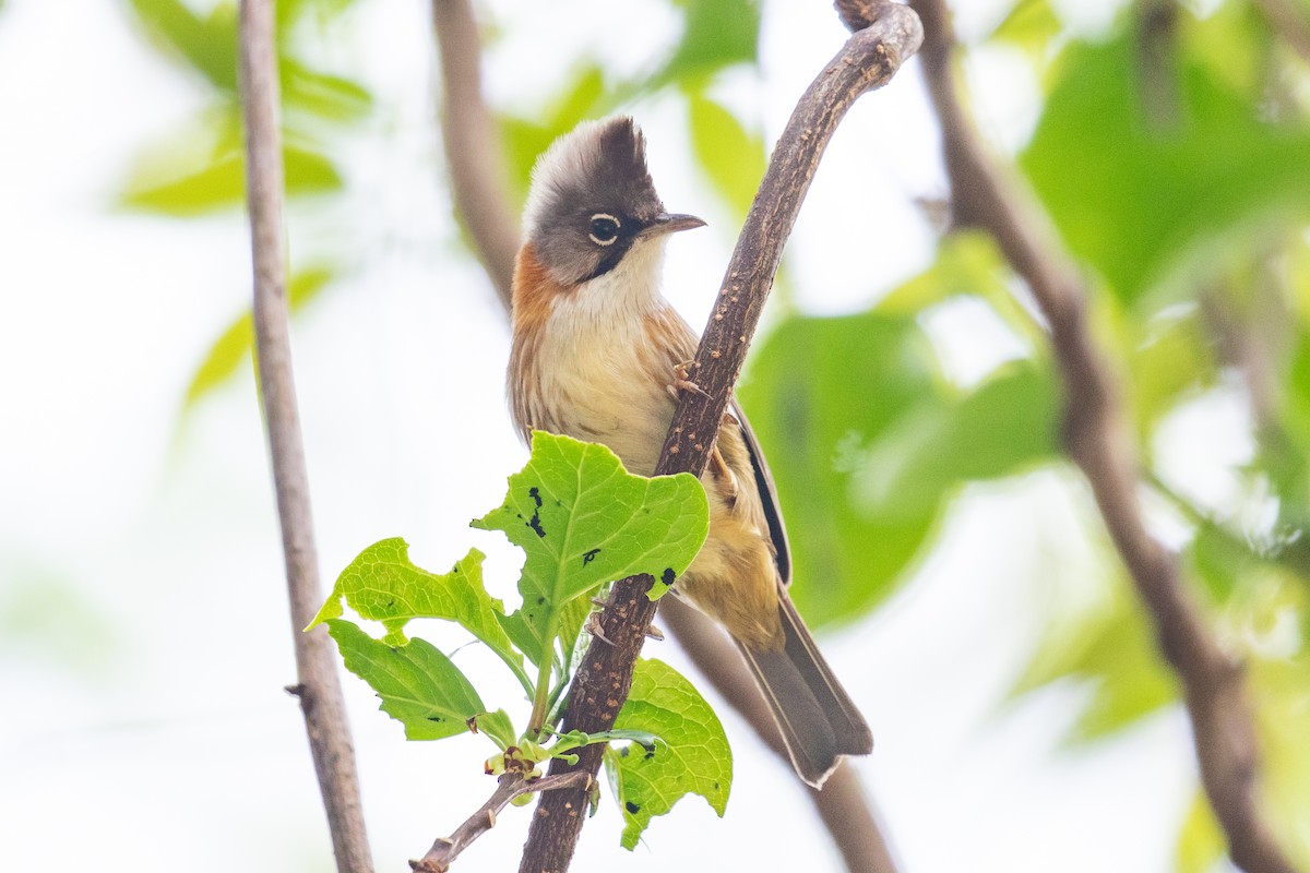 Whiskered Yuhina - ML618062440