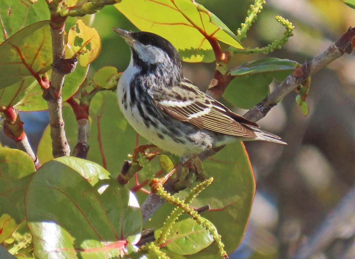 Blackpoll Warbler - ML618062457