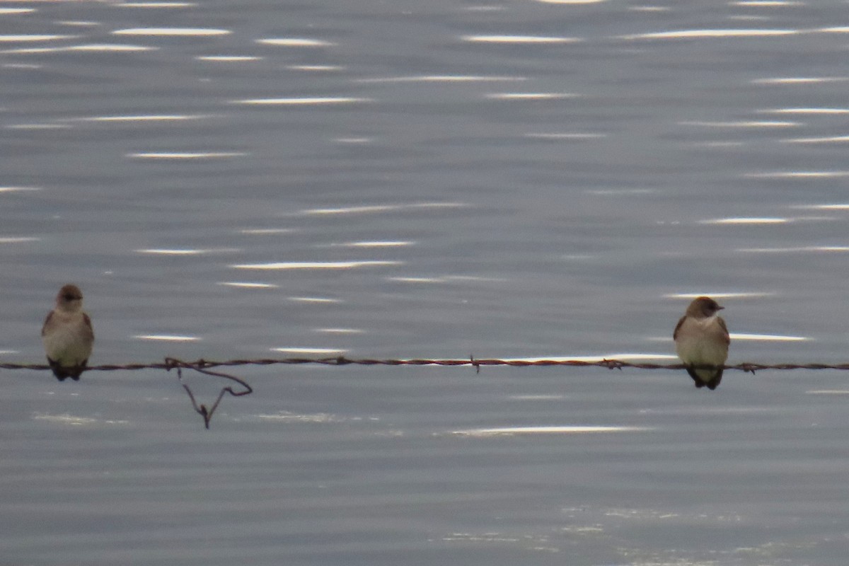 Northern Rough-winged Swallow - ML618062499