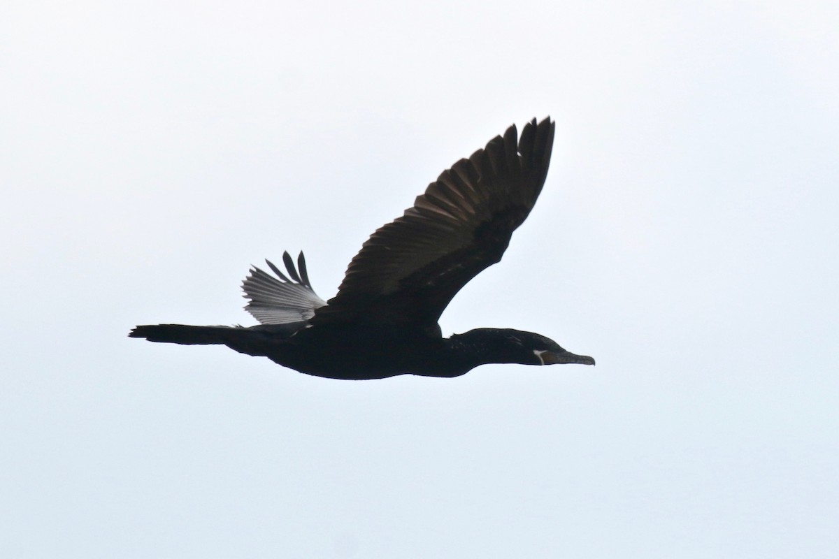 Neotropic Cormorant - Paul Jacyk