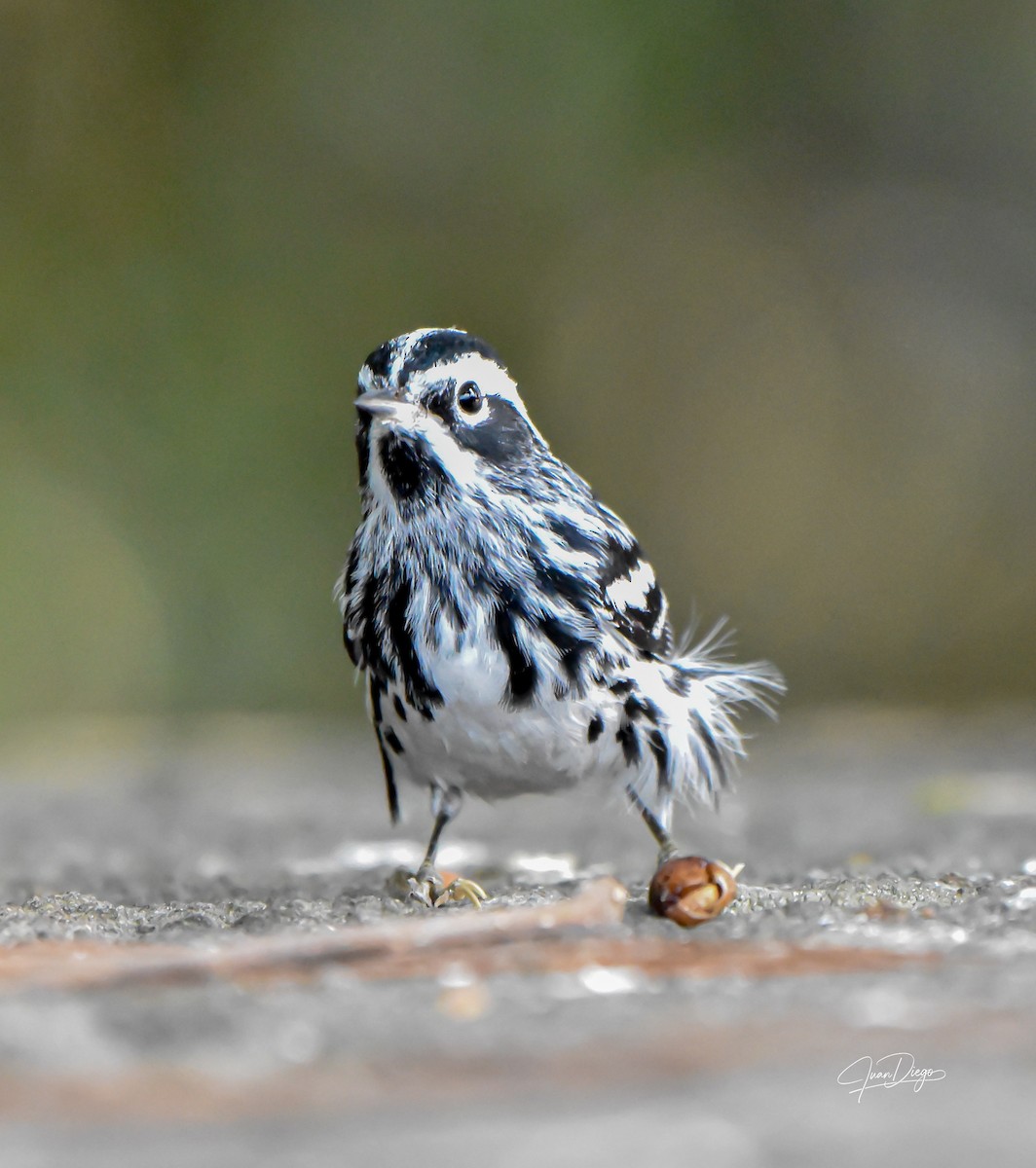 Black-and-white Warbler - ML618062507