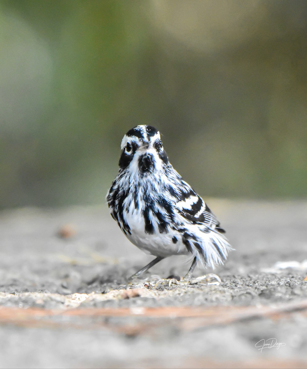 Black-and-white Warbler - ML618062508