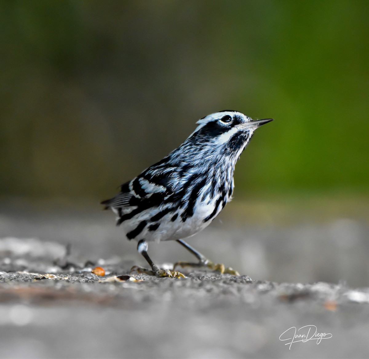 Black-and-white Warbler - ML618062509
