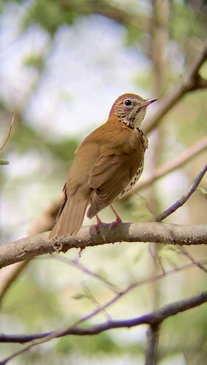 Wood Thrush - ML618062518