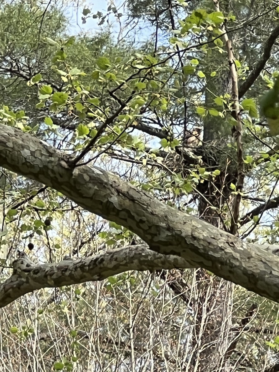 Red-shouldered Hawk - ML618062528