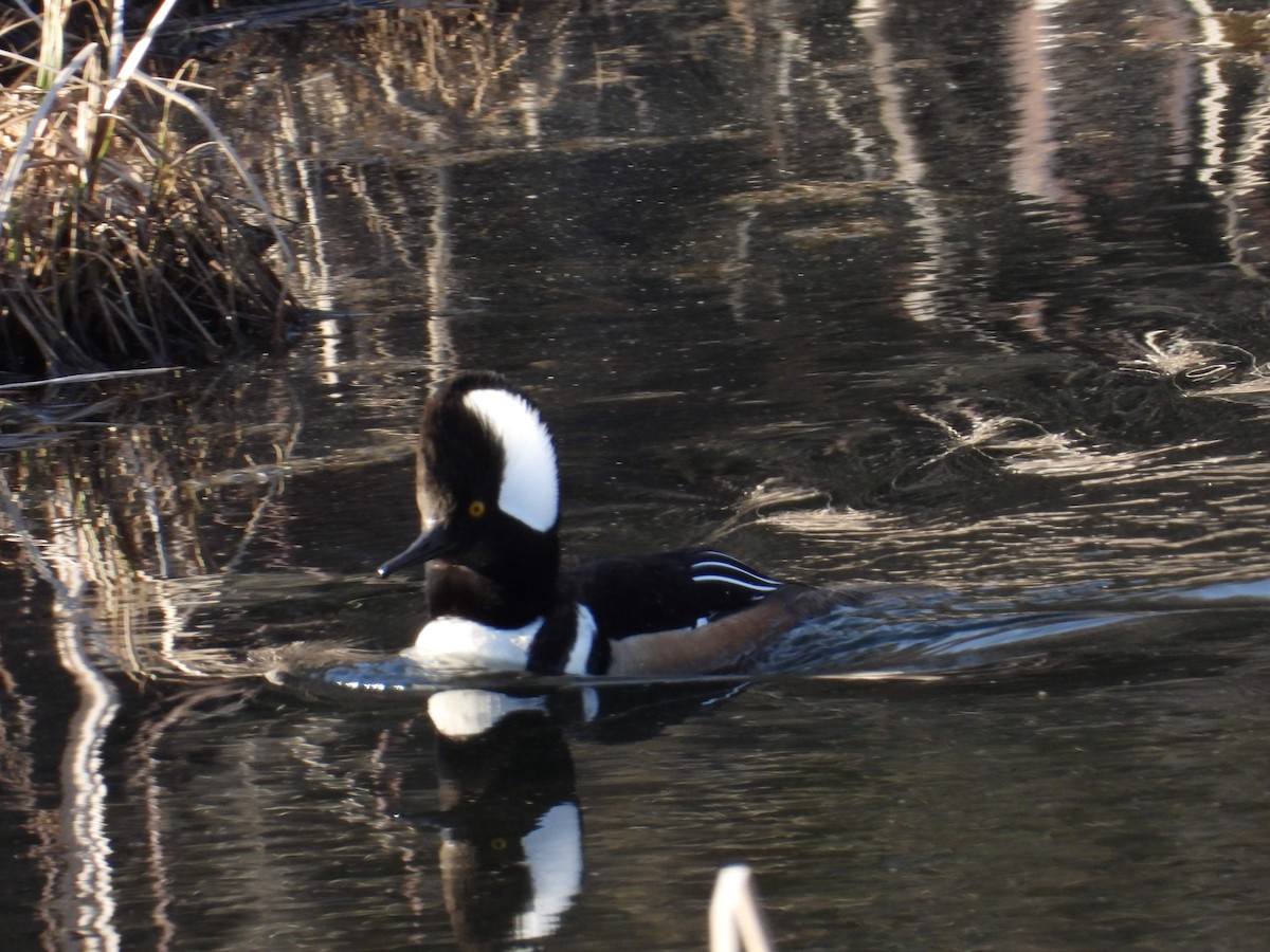 Hooded Merganser - Irene Doyle