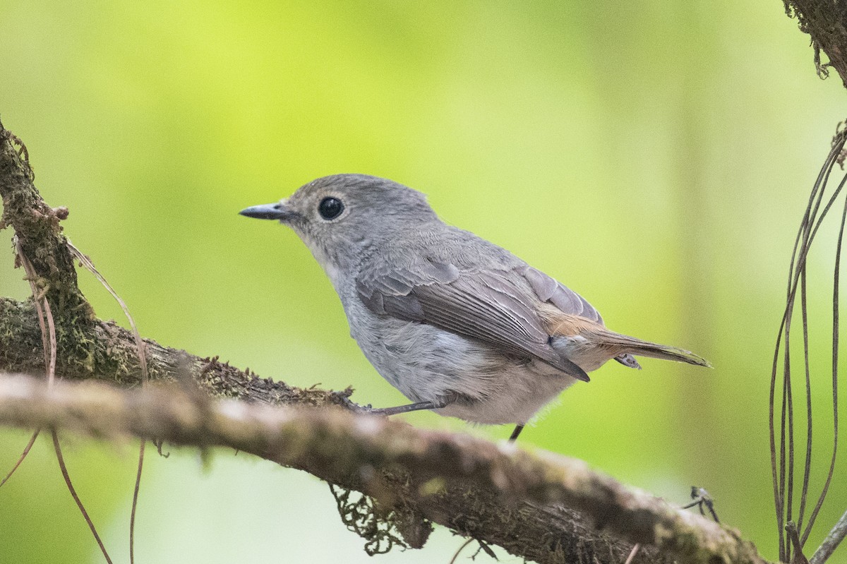 Little Pied Flycatcher - Xiaoni Xu