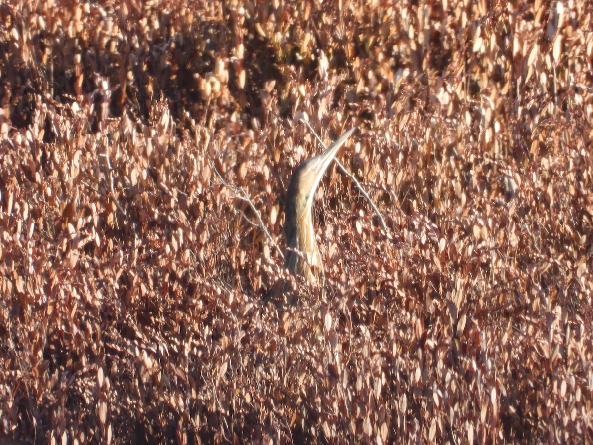 American Bittern - ML618062564