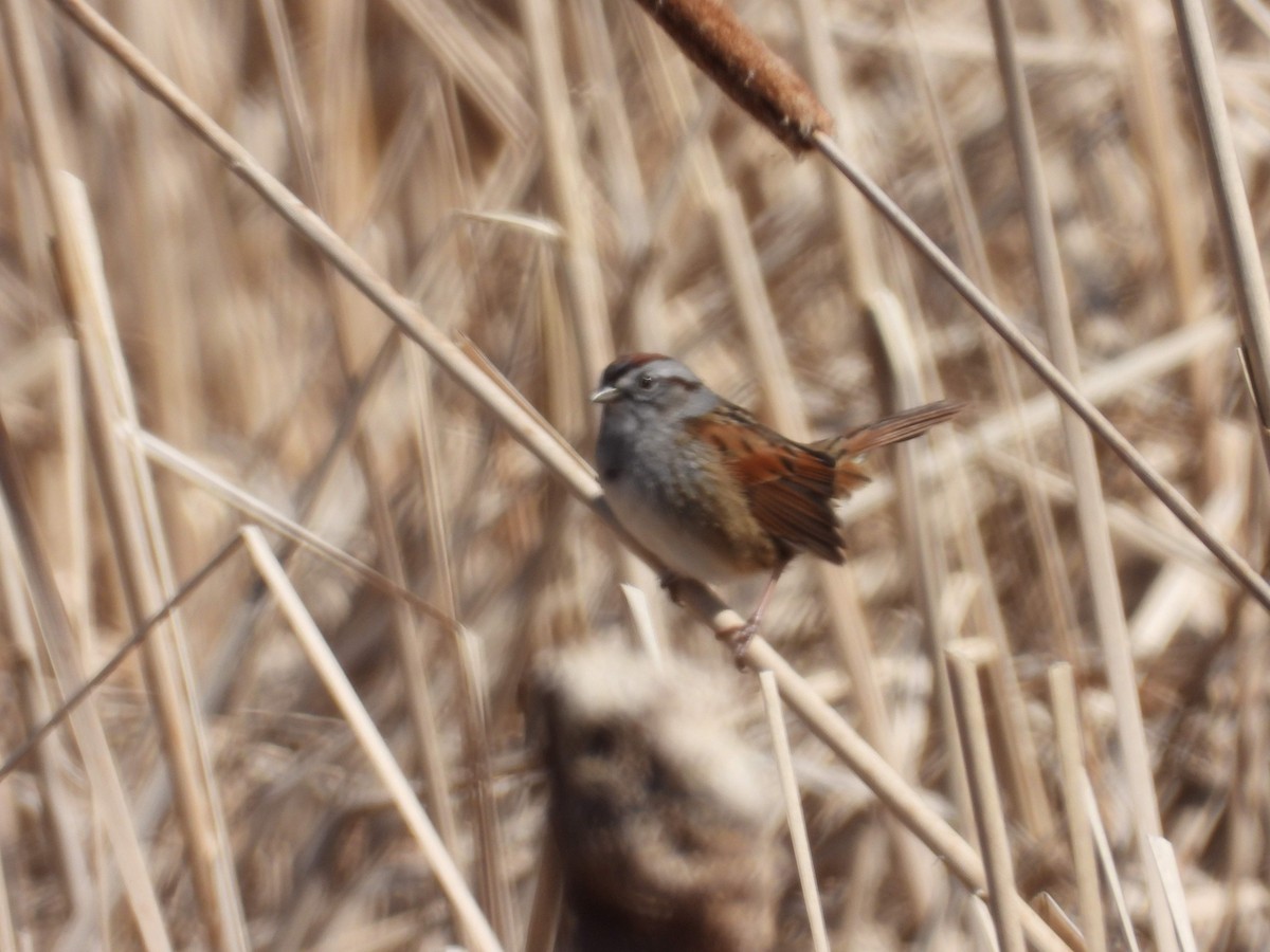 Swamp Sparrow - ML618062577