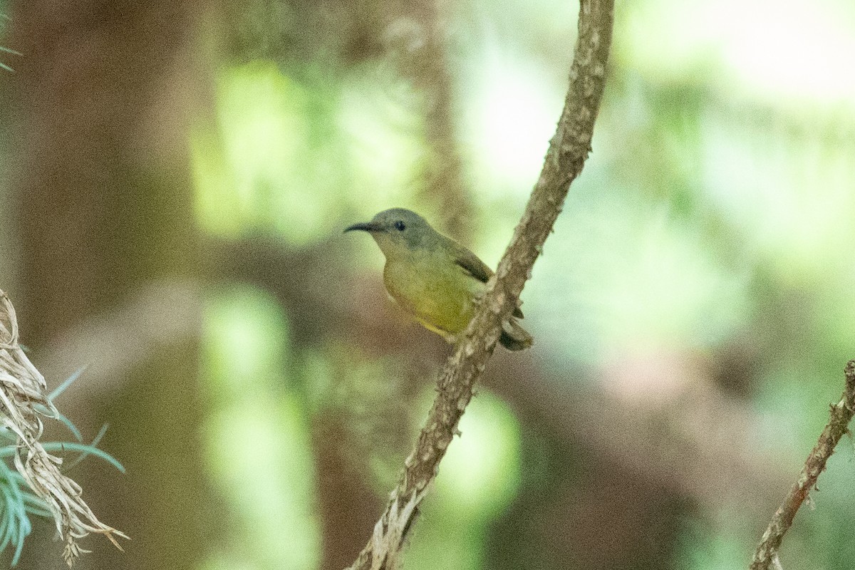 Mrs. Gould's Sunbird - Xiaoni Xu