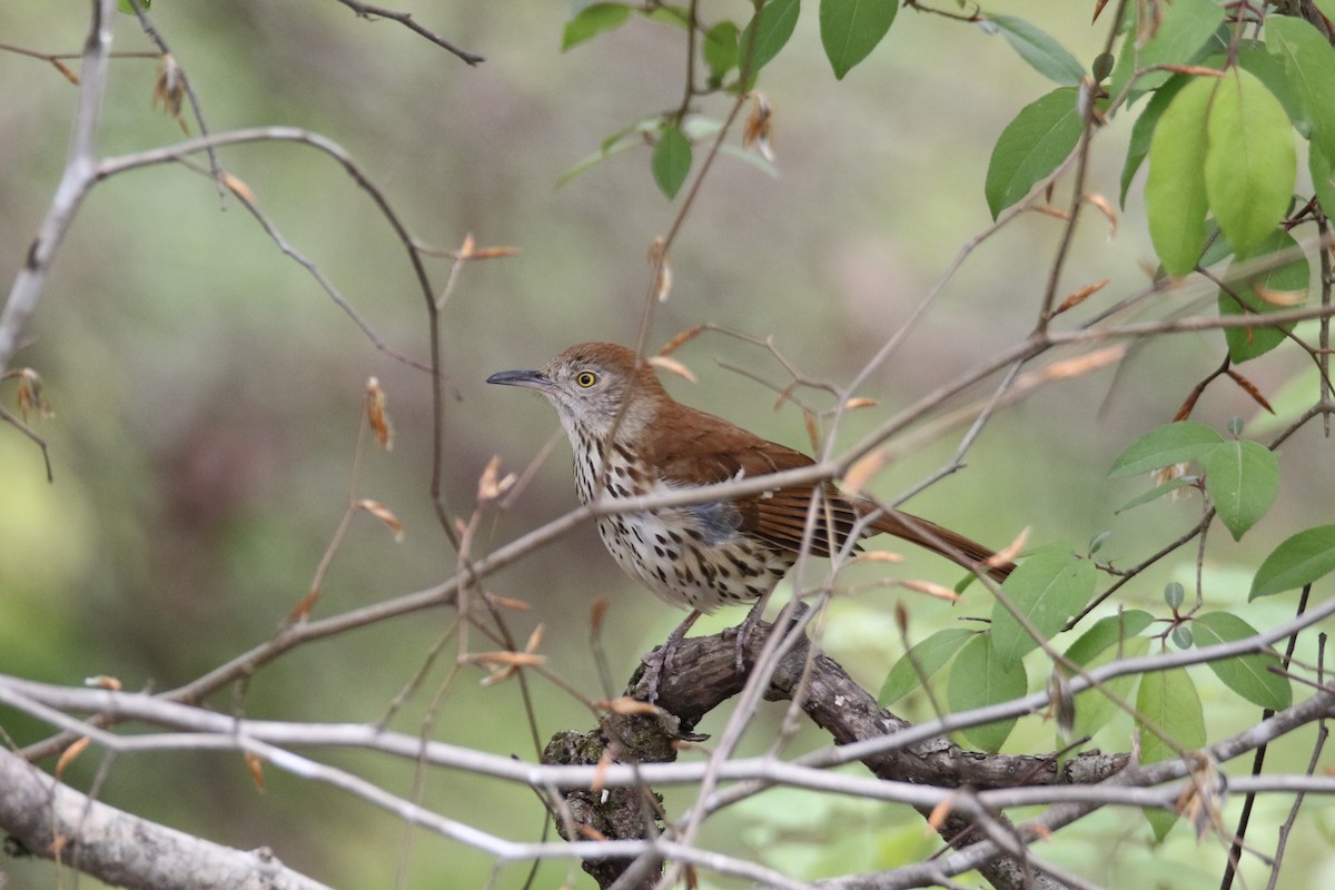 Brown Thrasher - ML618062599