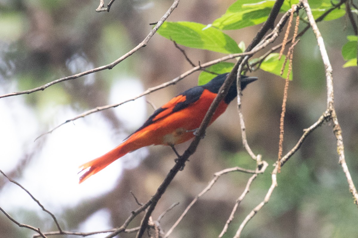 Scarlet Minivet - ML618062608