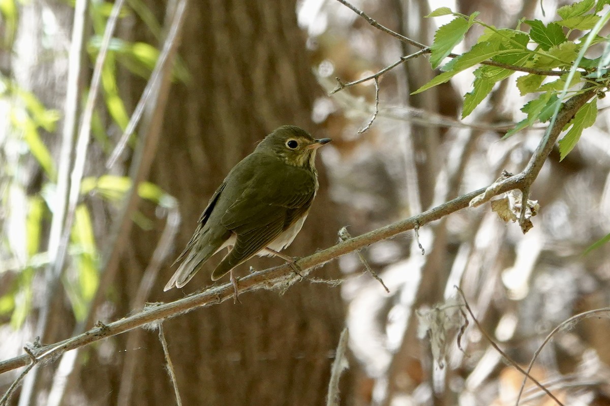 Swainson's Thrush - ML618062612