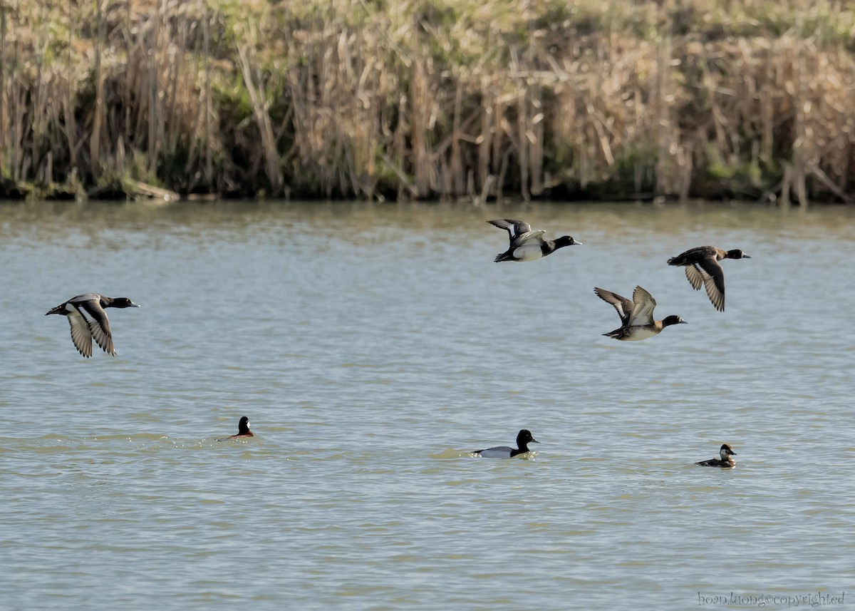 Greater Scaup - hoan luong