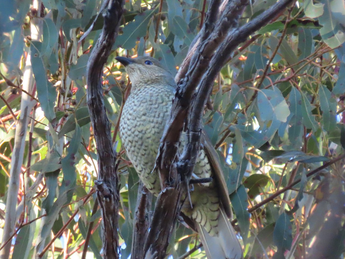 Satin Bowerbird - ML618062643