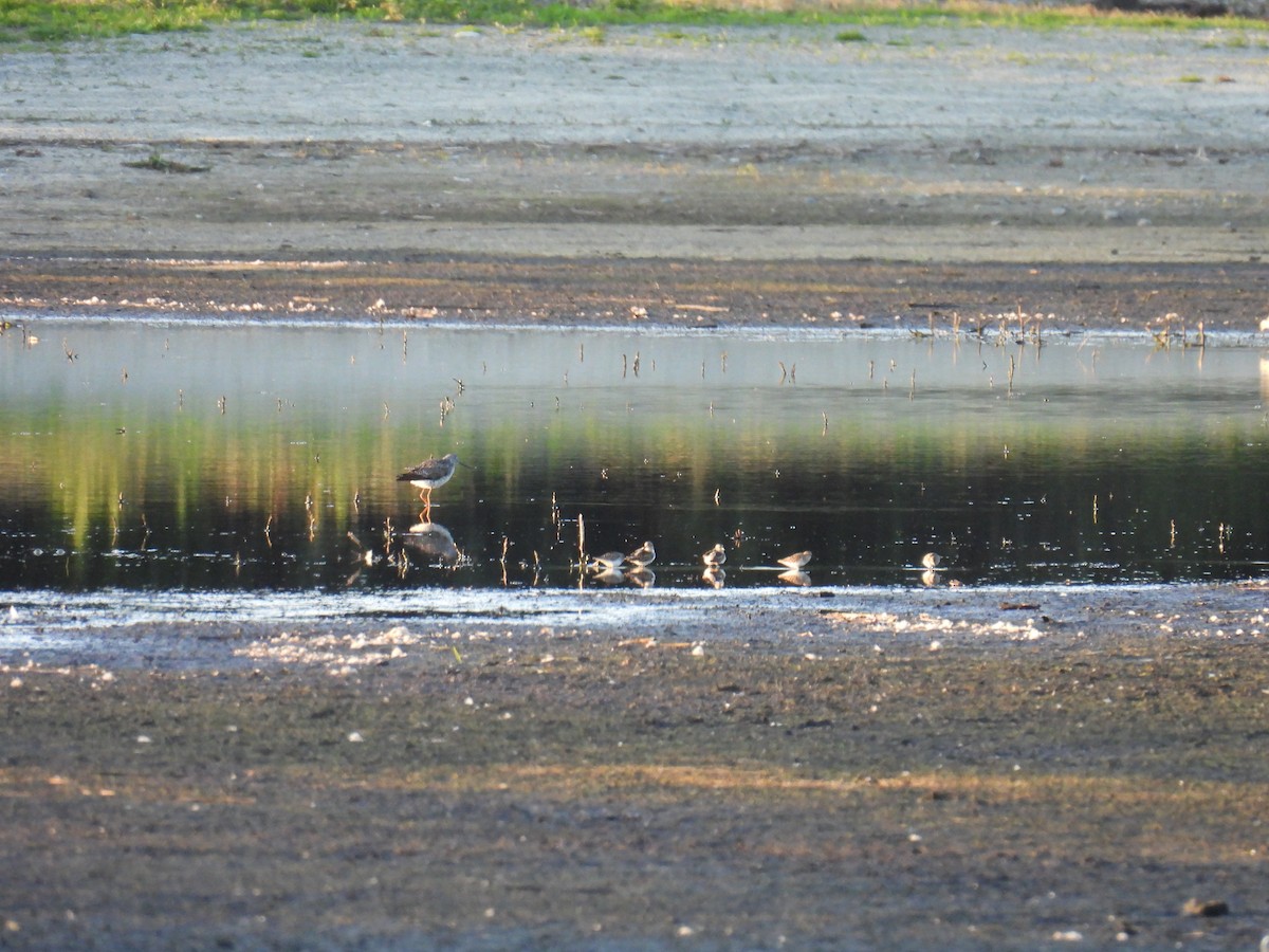 Greater Yellowlegs - ML618062659