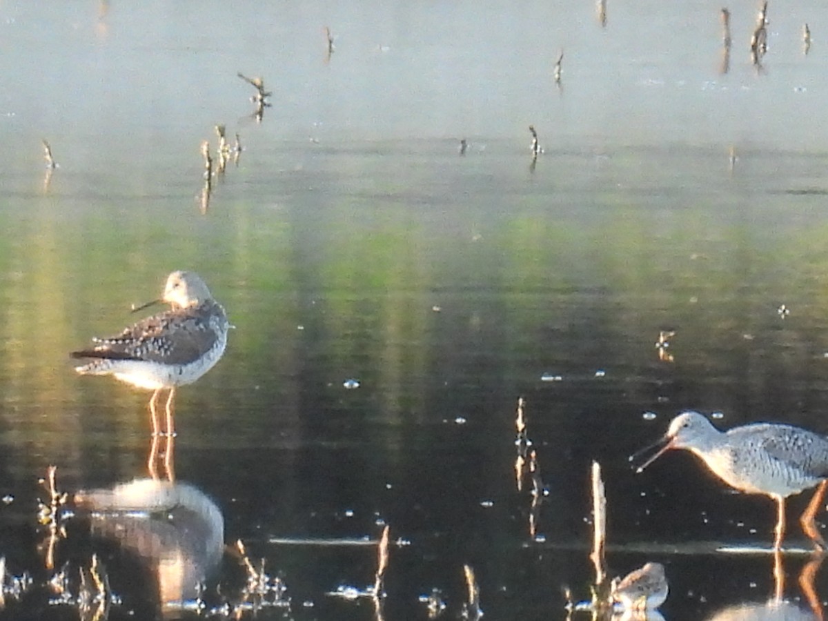 Greater Yellowlegs - ML618062672