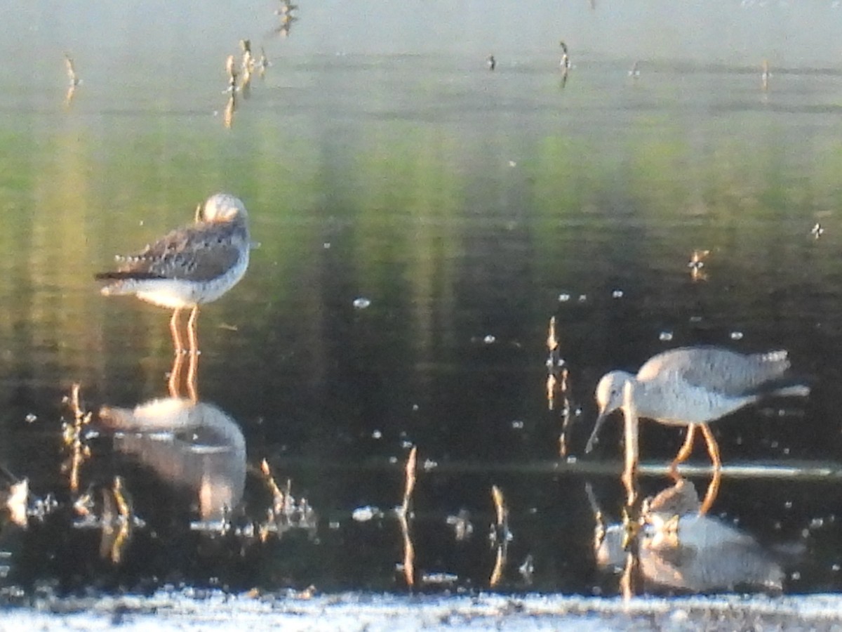 Greater Yellowlegs - ML618062677