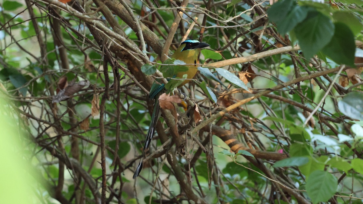 Lesson's Motmot - Andy Bridges