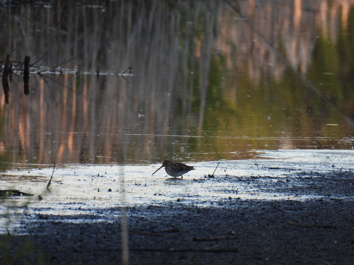 Wilson's Snipe - Jody  Wells