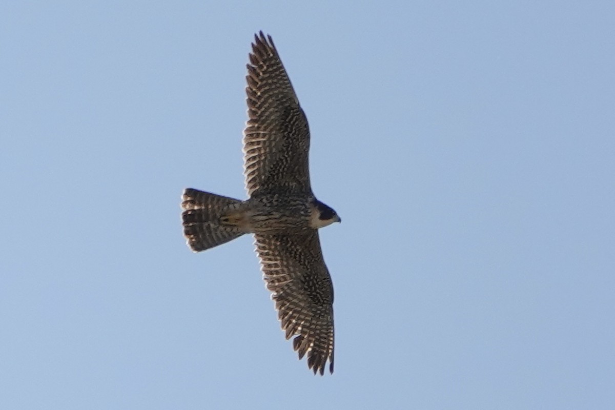 Peregrine Falcon - ML618062692