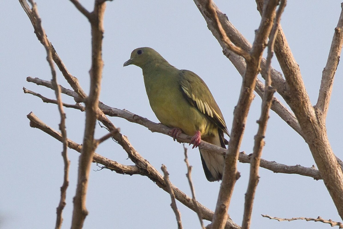 Pink-necked Green-Pigeon - Kevin Thomas