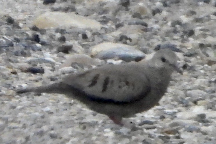 Common Ground Dove - Dayna Austin