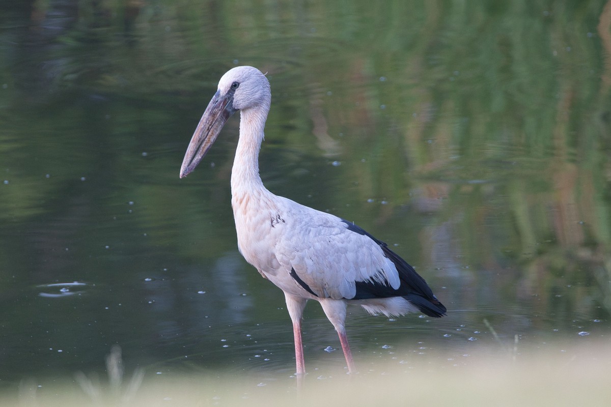 Asian Openbill - Kevin Thomas