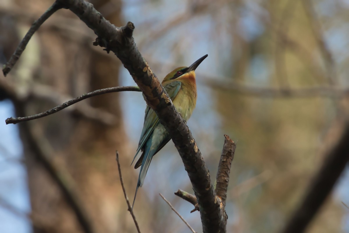 Blue-tailed Bee-eater - ML618062740