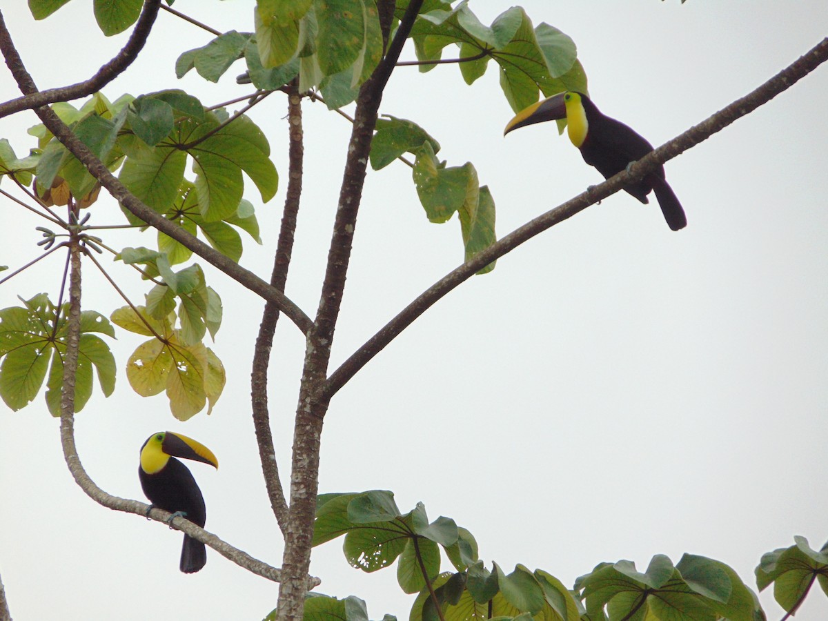 Yellow-throated Toucan - ML618062743