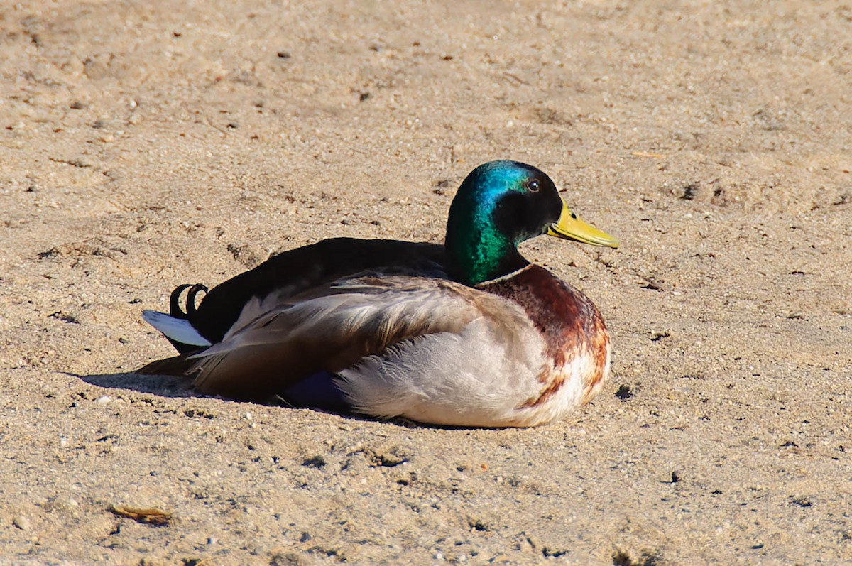 Mallard - ML618062749