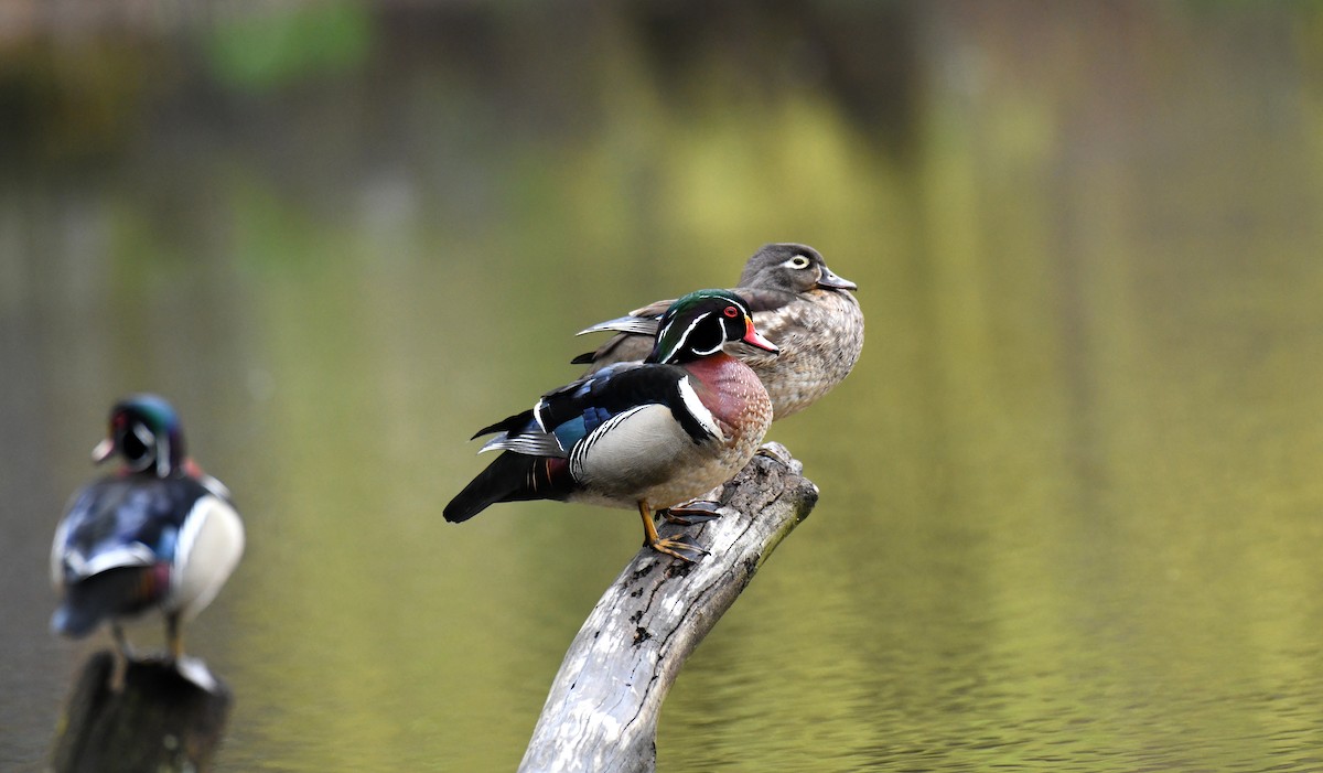 Wood Duck - Ben Peters